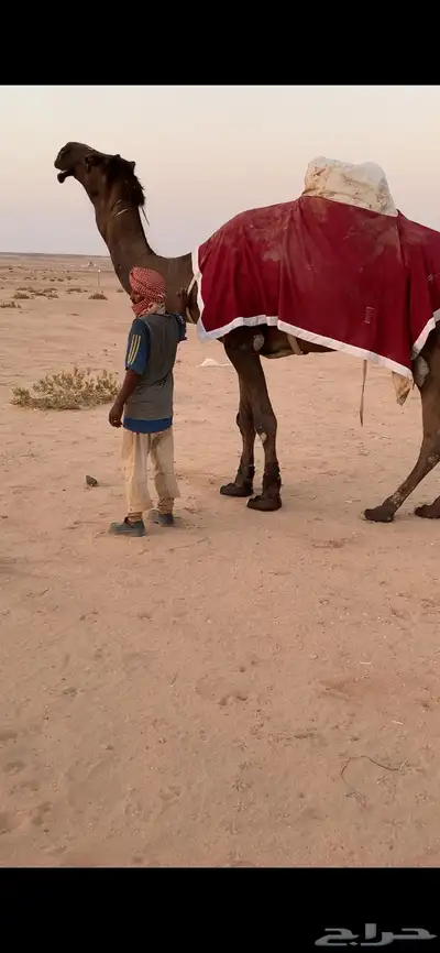 بعير مجهم مري 2