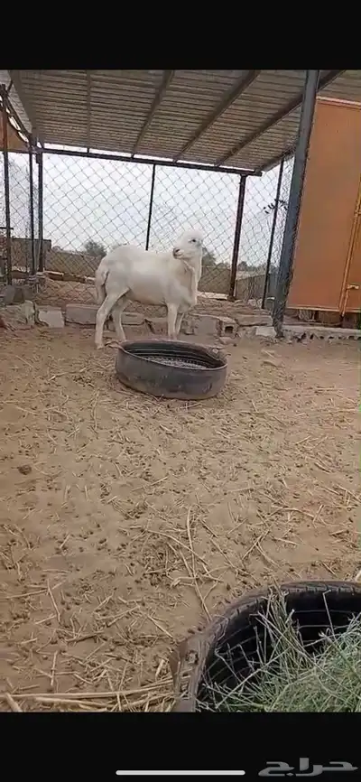 فحل بلدي صنف 0