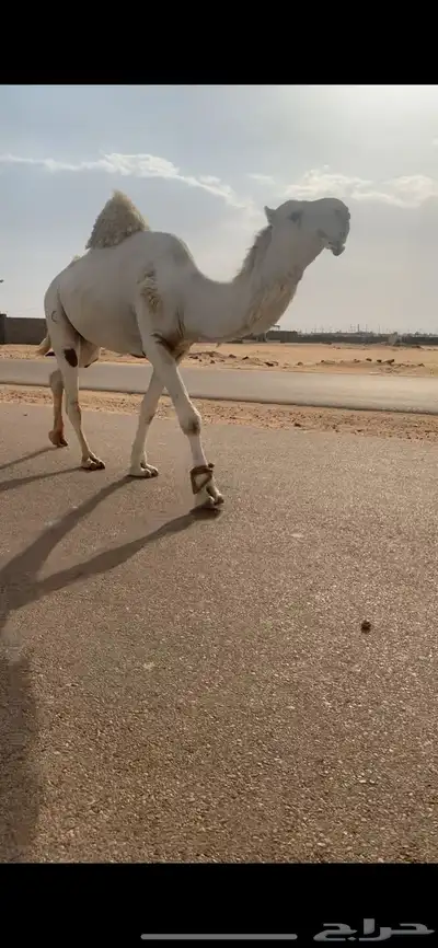 قعود باتلي فحل كفو 0