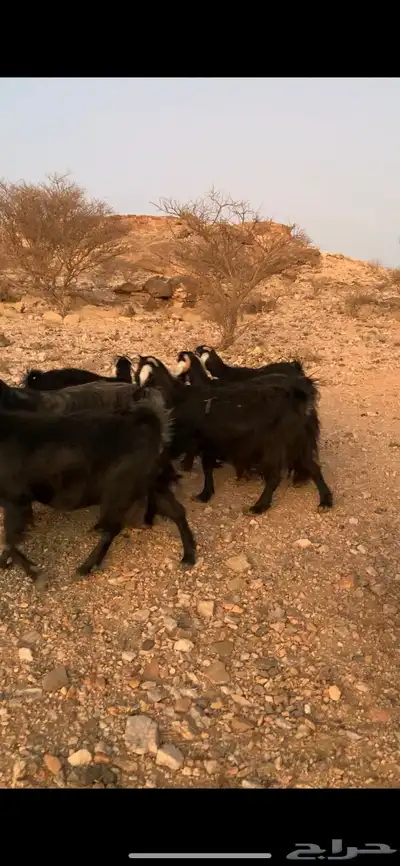 معزا للبيع 0
