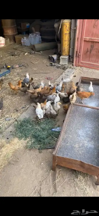 دجاج بلدي العدد53 0
