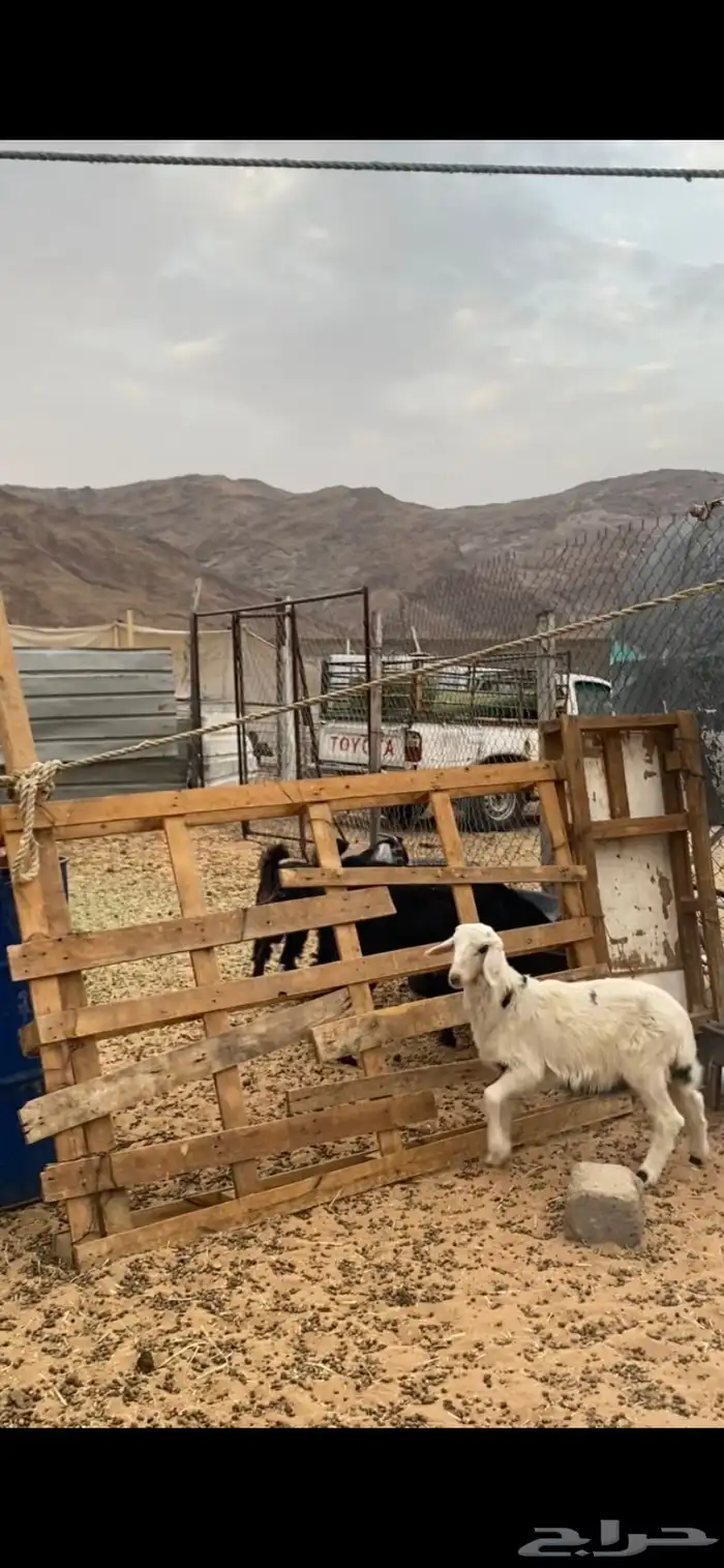 تيوس فل الفل لبانيه 1