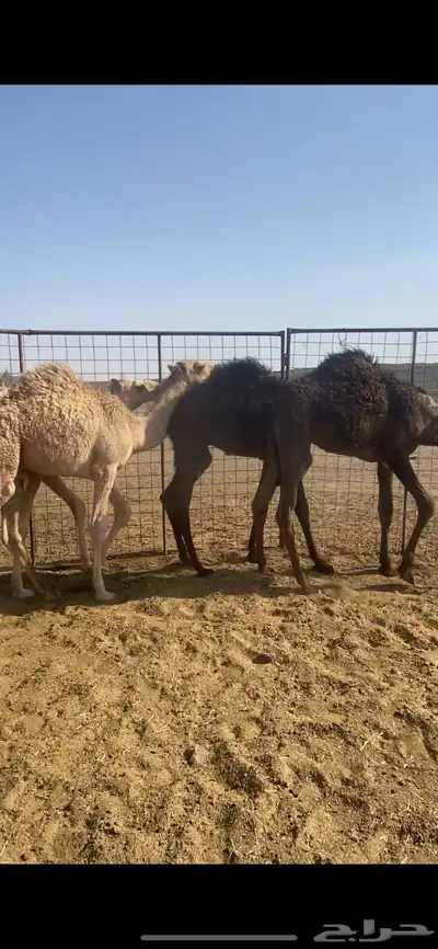 قعدان طيبة 0