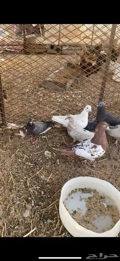 حمام مشاكيل 0