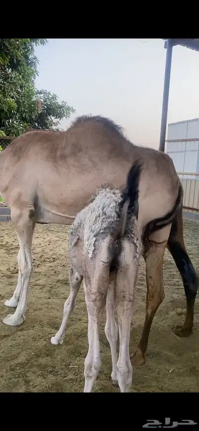 قعود 1