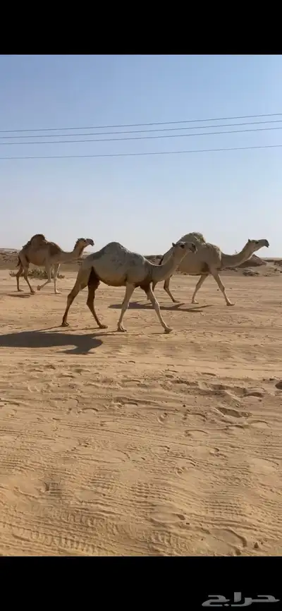 قعود مفرود على غفلاان 1