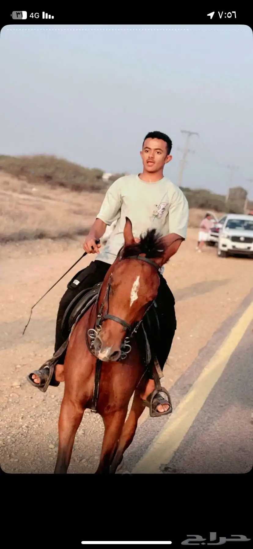 خيل للبيع جرم وركوب طرب 0