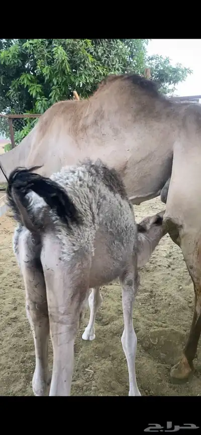 قعود 2