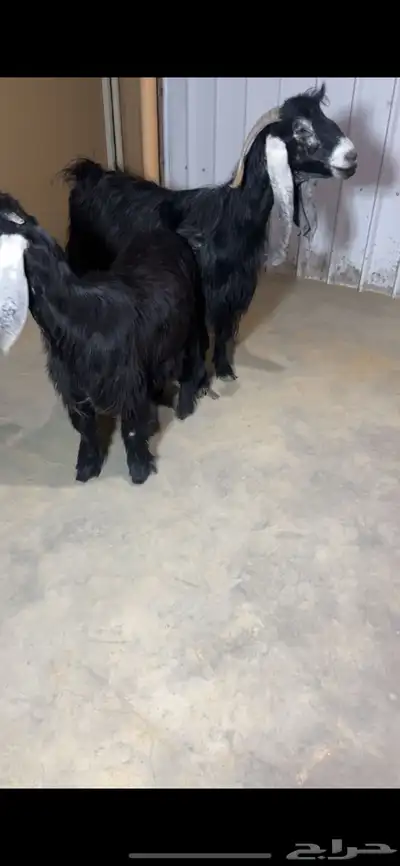 عنز عارضيه معها جفره 1