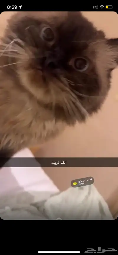 قط للتبني 1