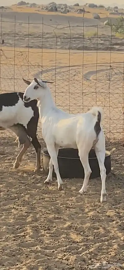 جفره بيشيه فاخره 2
