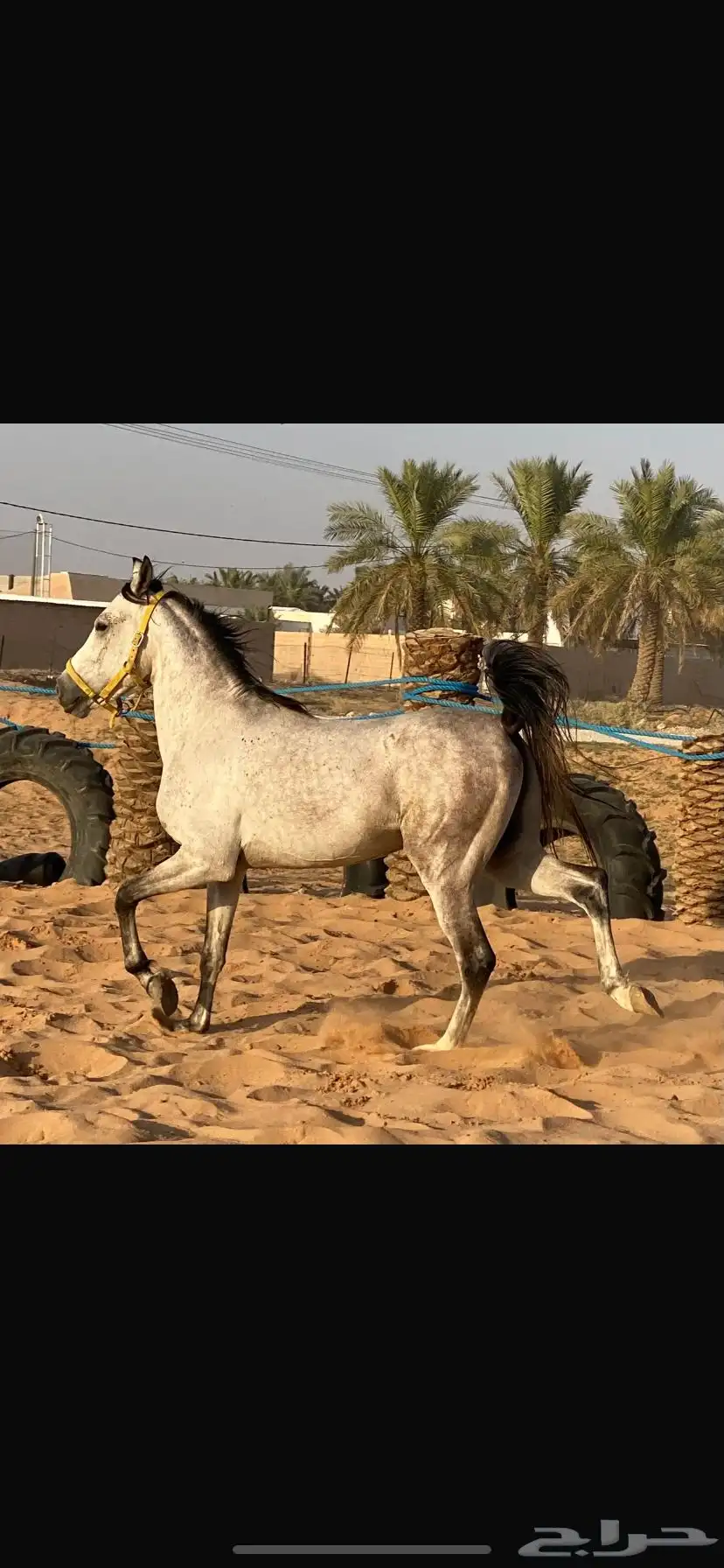 خيل شعبي للبيع حصان  (مسيوم) index