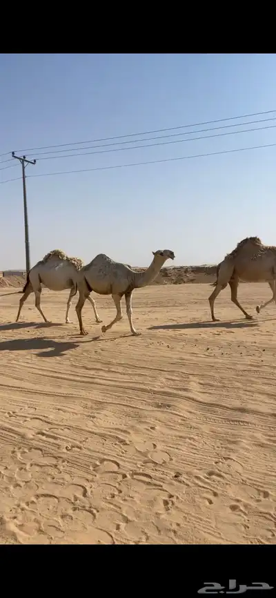 قعود مفرود على غفلاان 0