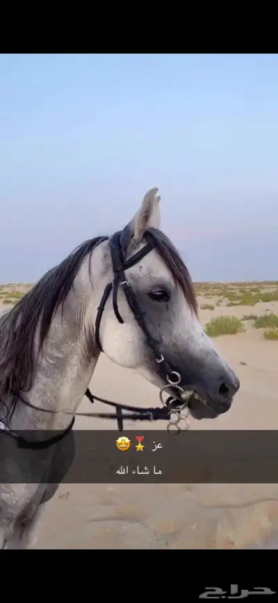 خيل شعبيي 0