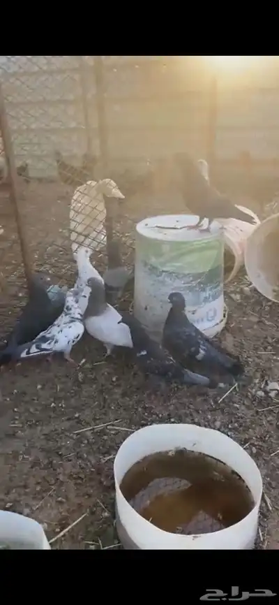 حمام مشاكيل 1