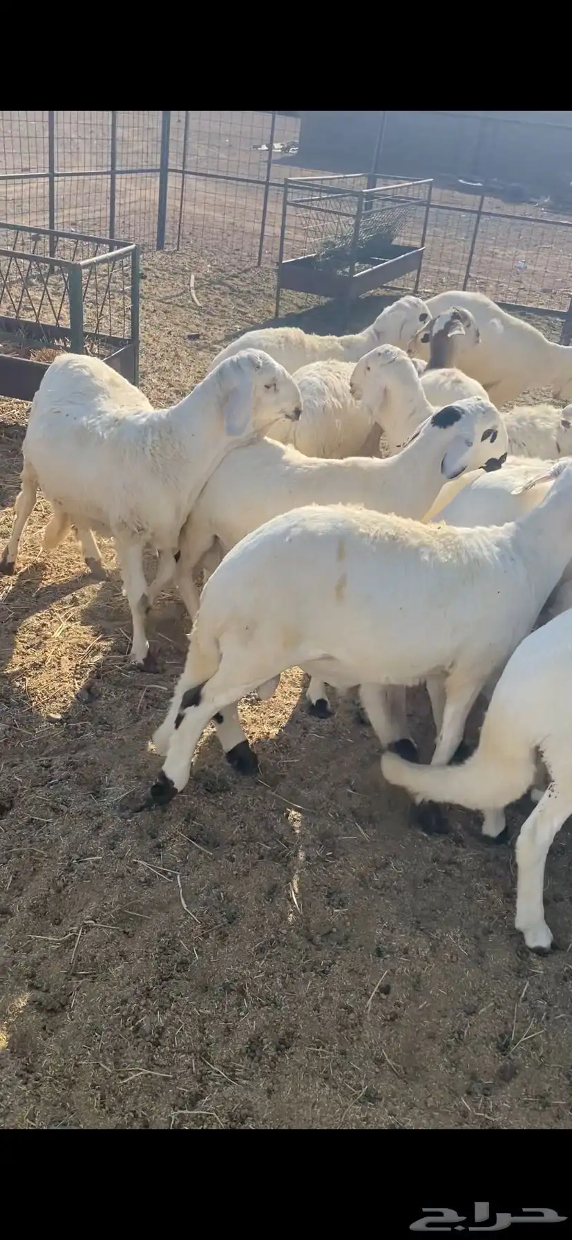 سواكن مرابي 0