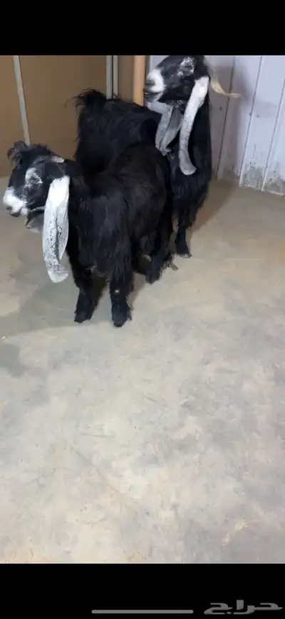 عنز عارضيه معها جفره 2