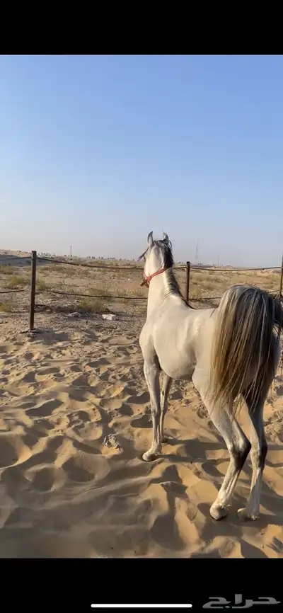 خيل شعبيي 2