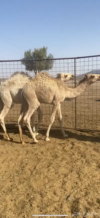 قعدان طيبة 2