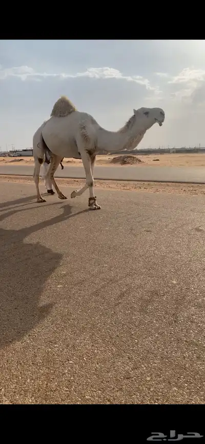 قعود باتلي فحل كفو 1