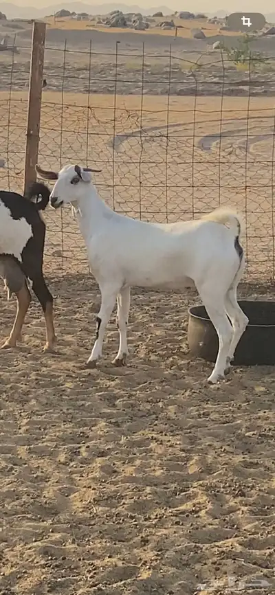 جفره بيشيه فاخره 0