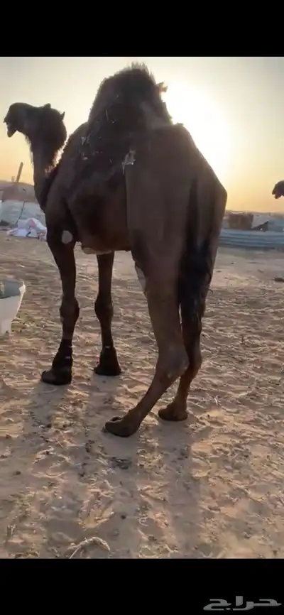 بعير مجهم مري 1