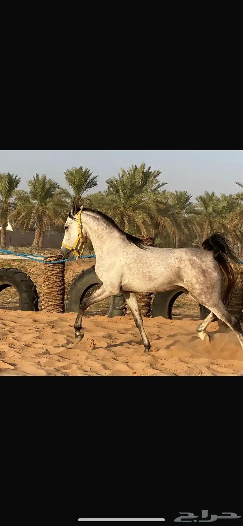خيل شعبي للبيع حصان  (مسيوم) index