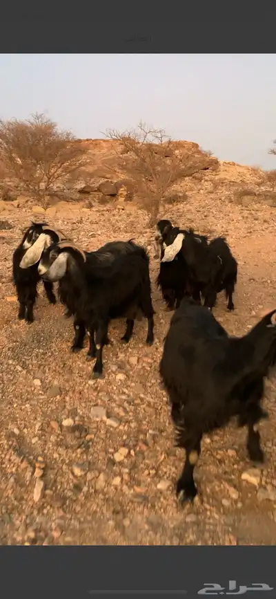 معزا للبيع 1