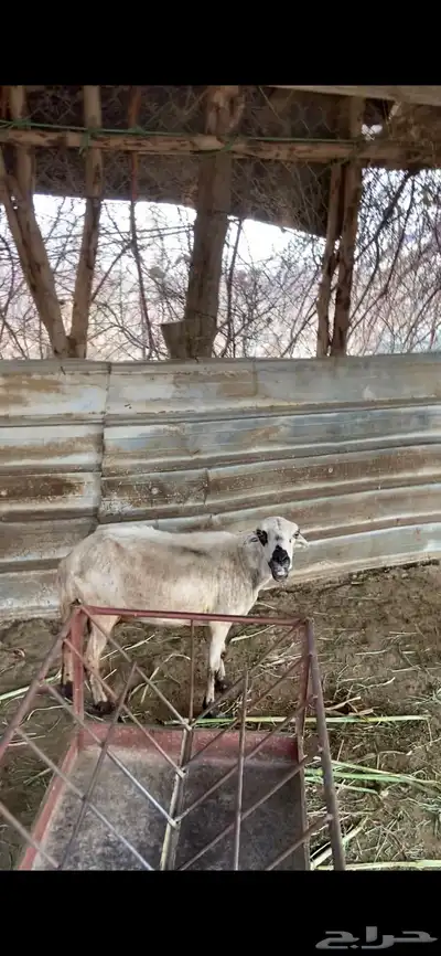 نعجه مبيوع ولدها 0