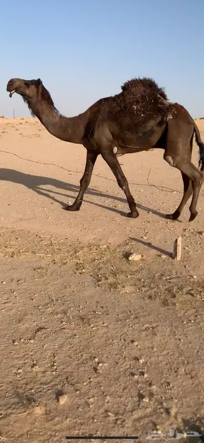 بعير مجهم مري 0