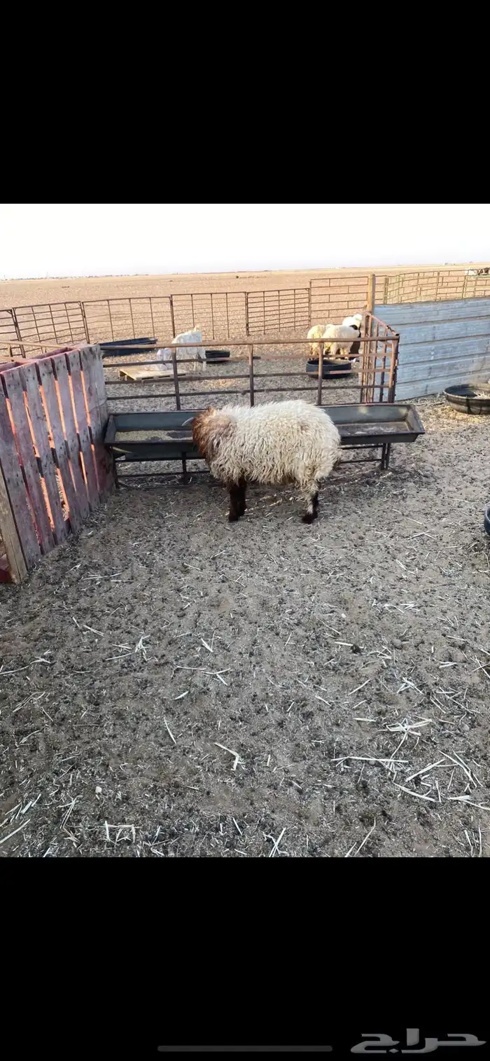حفر الباطن 0