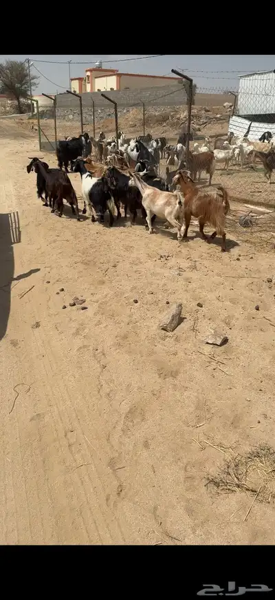 معزا 17 بفحلها يتبعها 3كفو معزا بيت 1