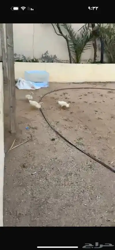 بط عمر شهرين 0