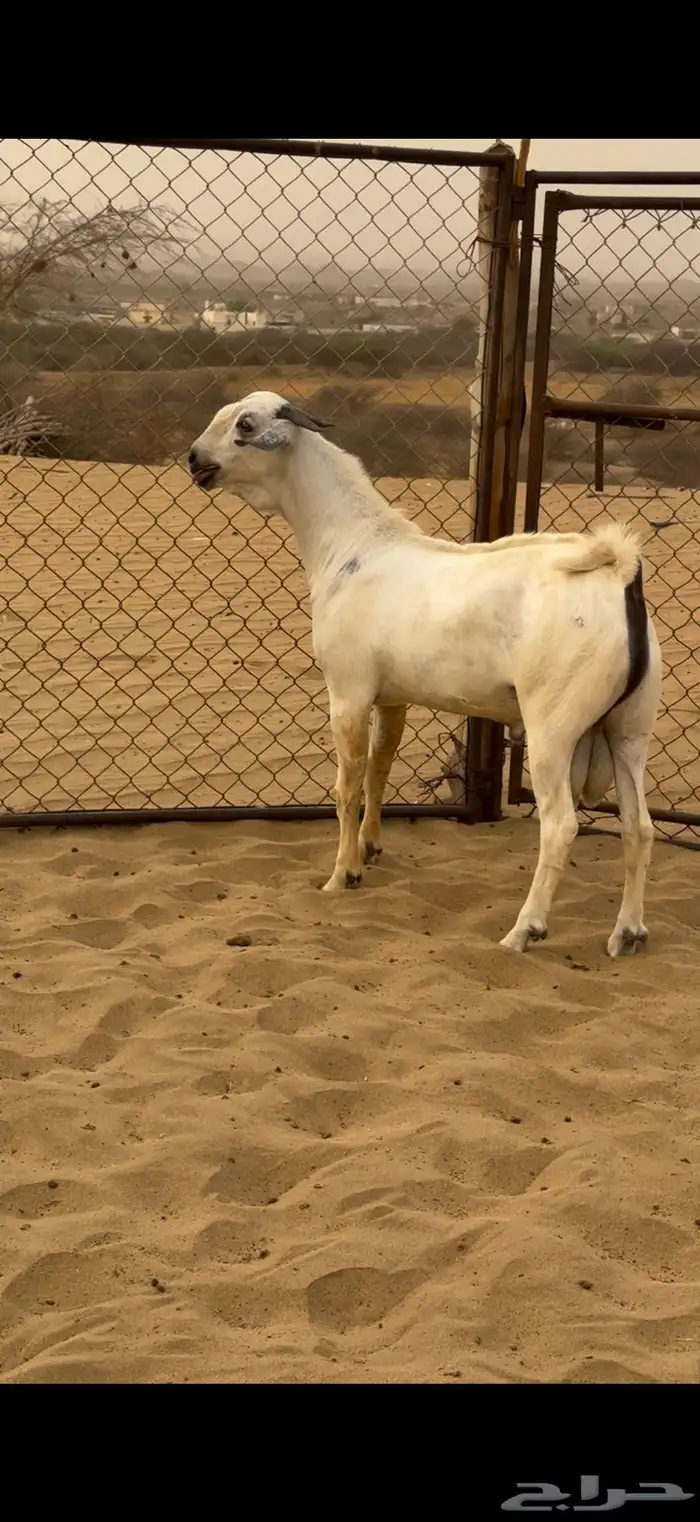 للبيع مشروع فحل بيشي 0