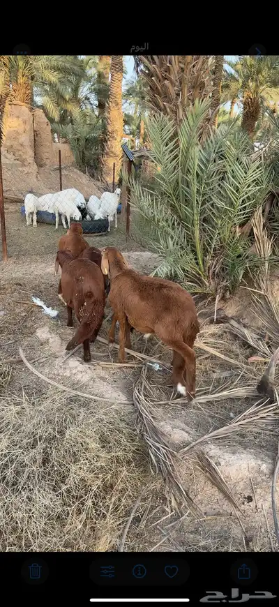 سواكن طيبه 1