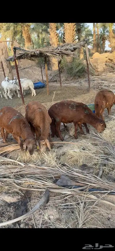 سواكن طيبه 2