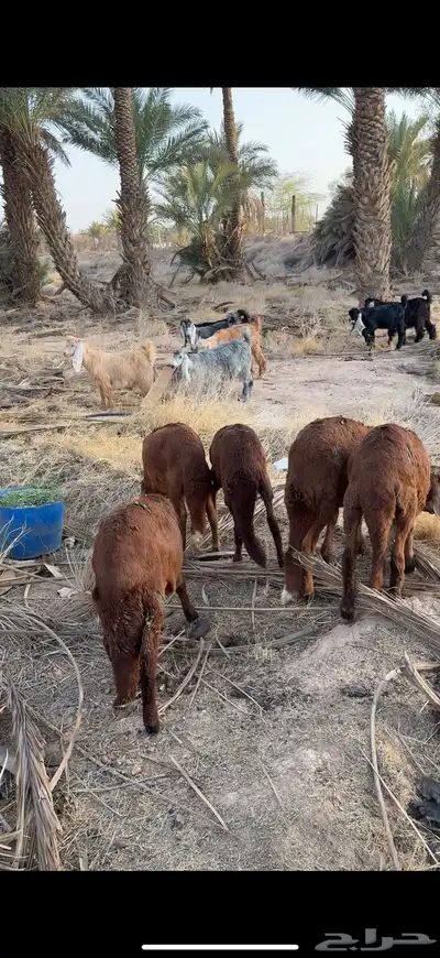 سواكن طيبه 0