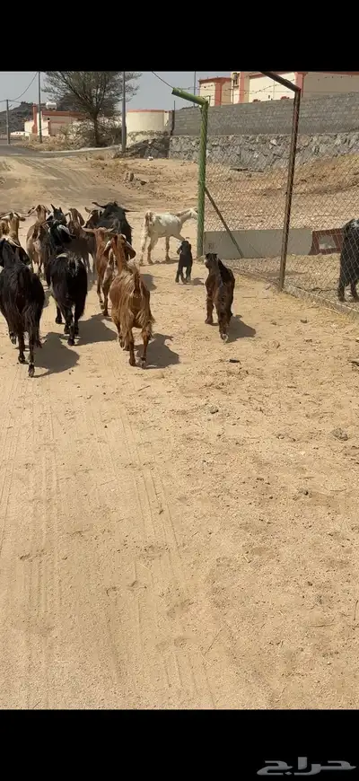 معزا 17 بفحلها يتبعها 3كفو معزا بيت 0