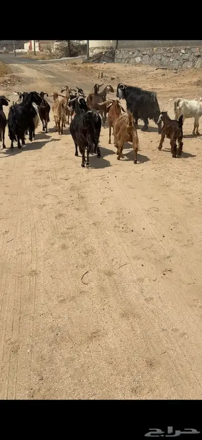 معزا 17 بفحلها يتبعها 3كفو معزا بيت 3