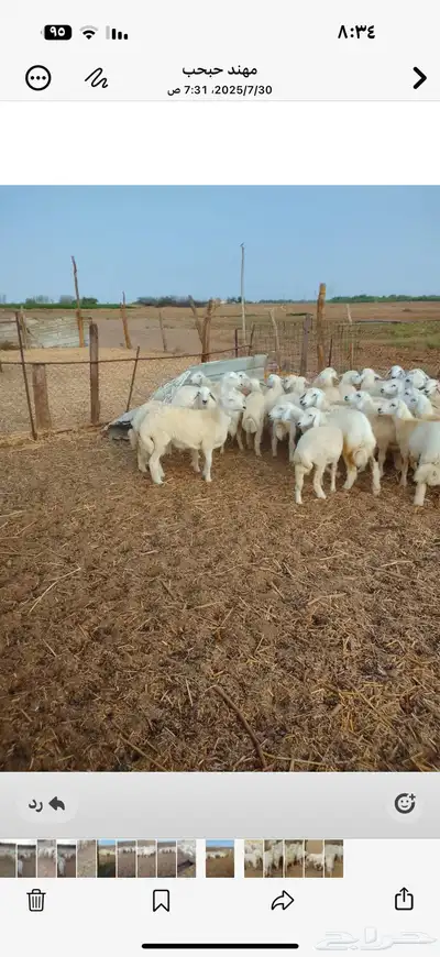 طليان حرية 6 شهور 1