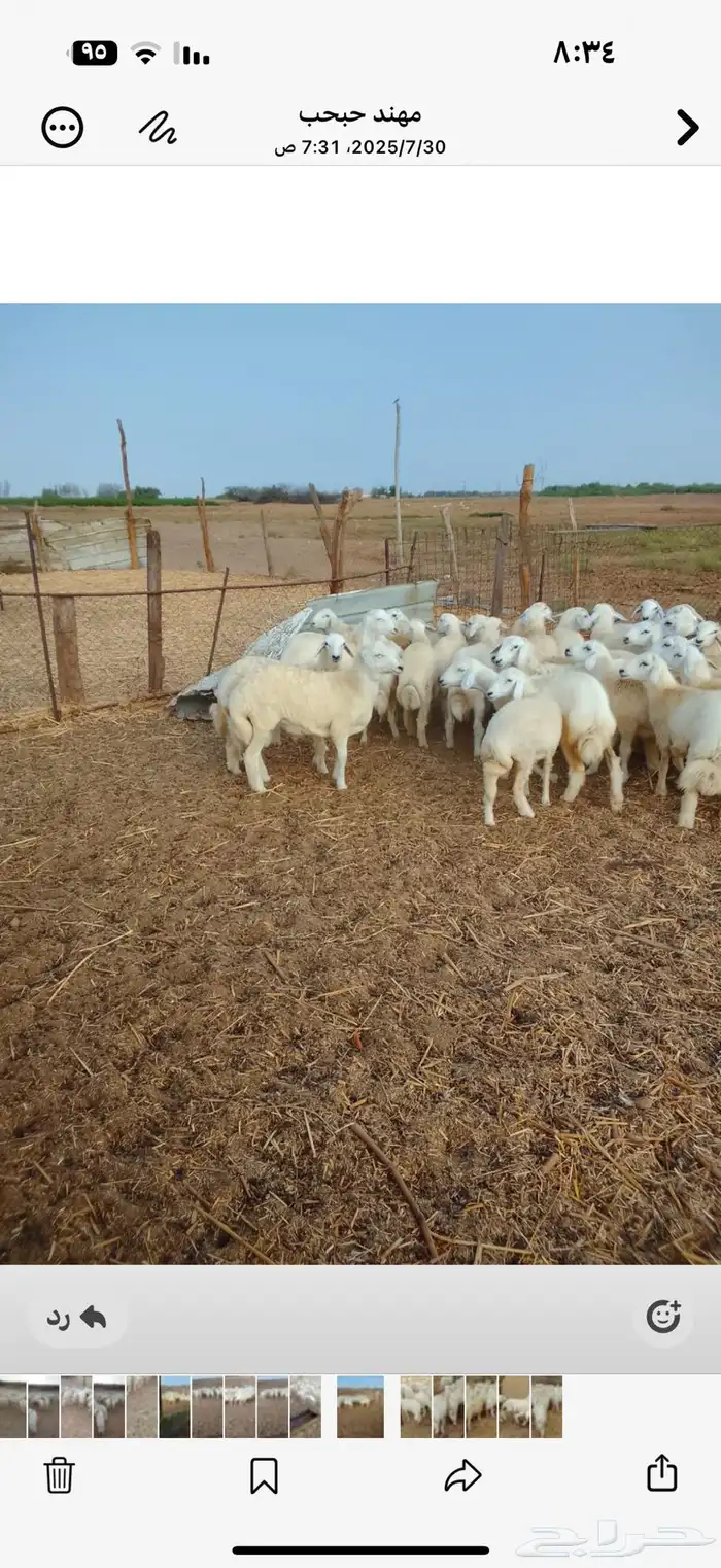 طليان حرية 6 شهور 1