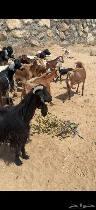 معزا 17 بفحلها يتبعها 3كفو معزا بيت 5