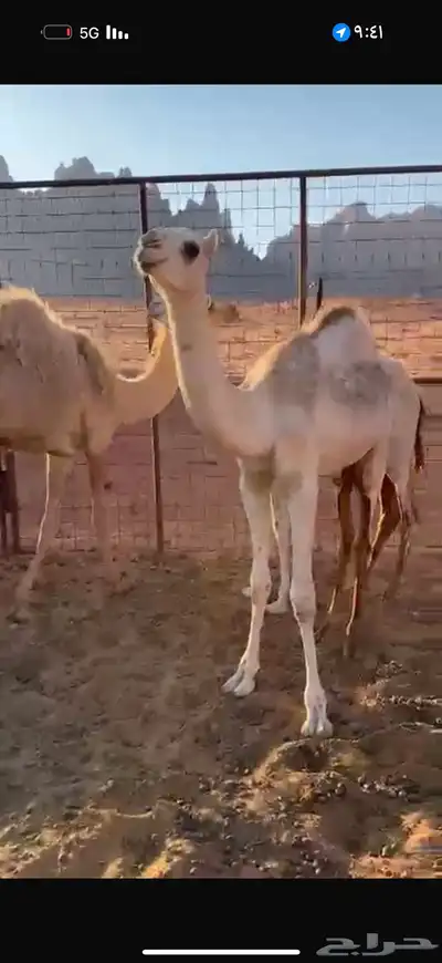 للبيع قعود وبكرتين تحت امهاتهن 0