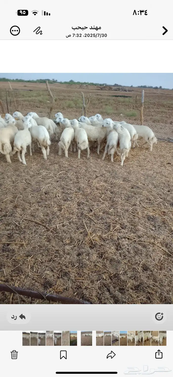 طليان حرية 6 شهور 2