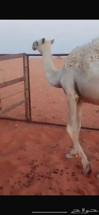 بكره مفروده 0