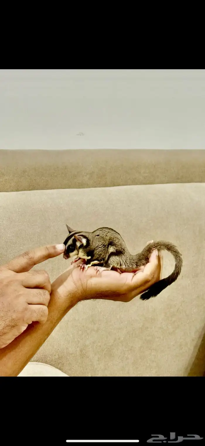 سنجاب الطائر 4