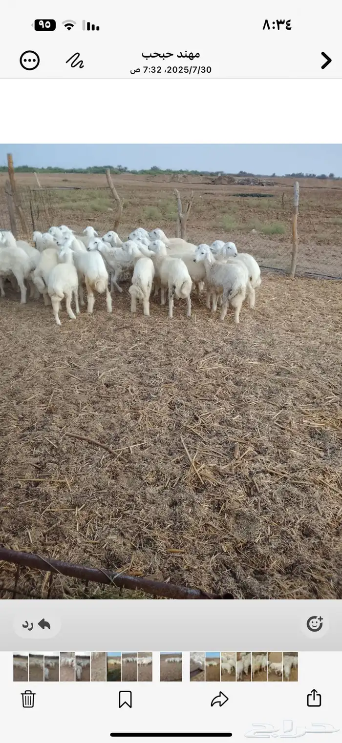 طليان حرية 6 شهور 0