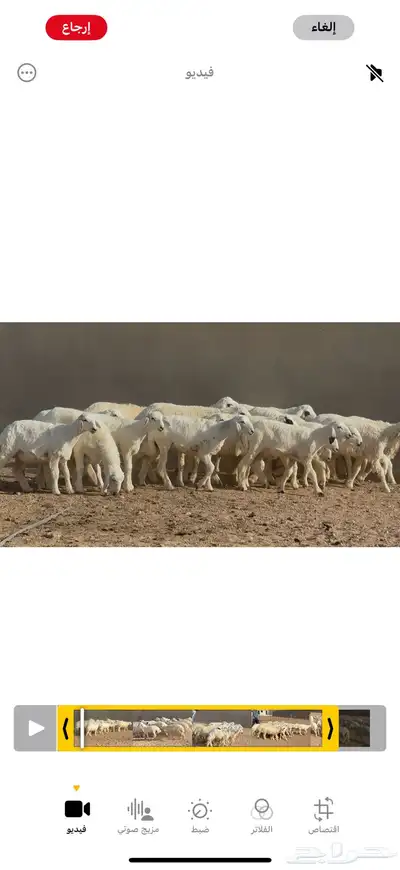 بهم حريات طيبه العدد 19 كلها خرفان ماعدا ثنتين رخال 6