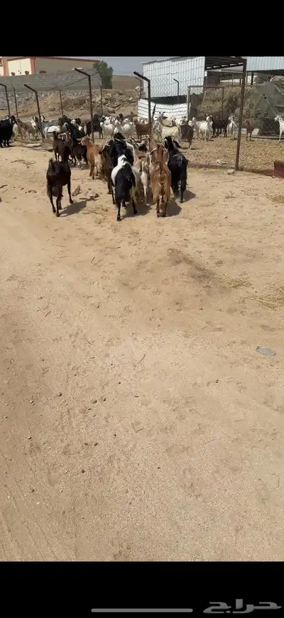 معزا 17 بفحلها يتبعها 3كفو معزا بيت 2