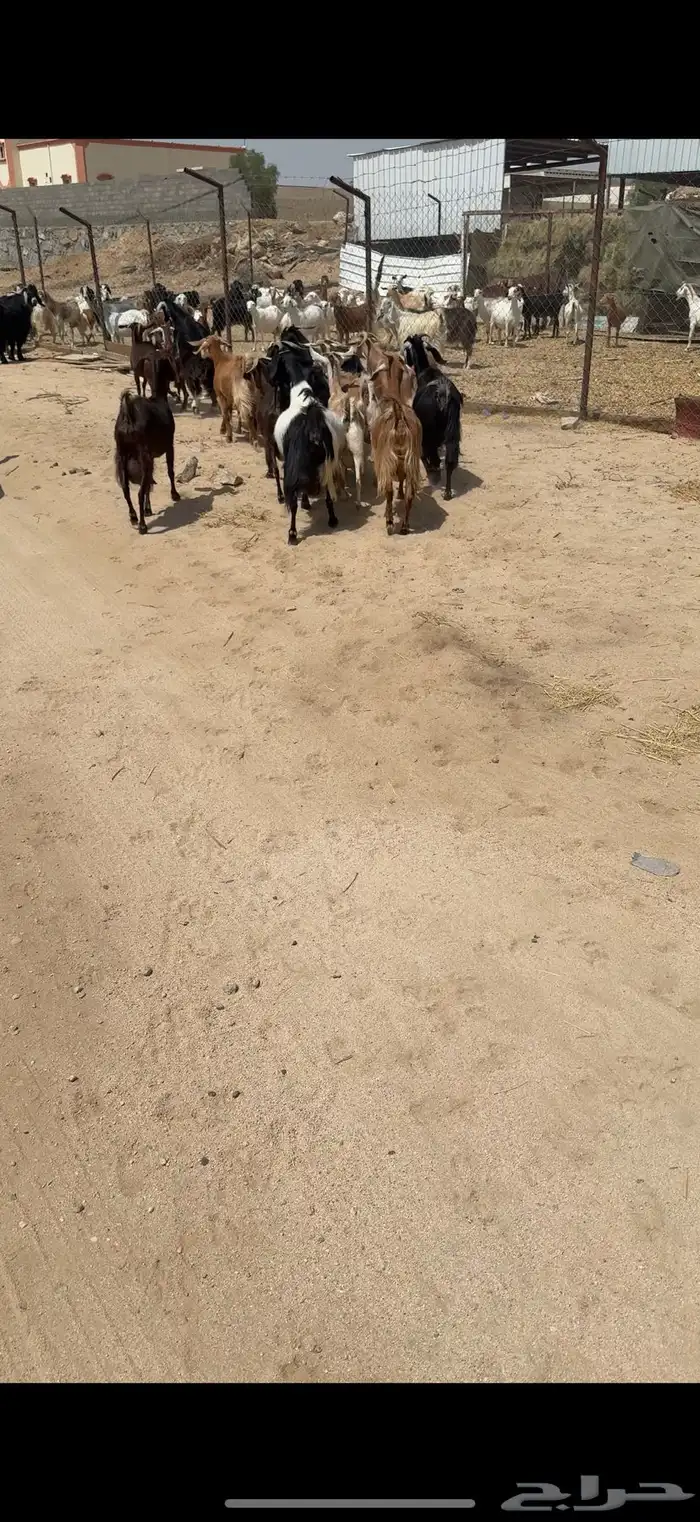 معزا 17 بفحلها يتبعها 3كفو معزا بيت(تم البيع ) 2